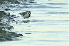 Spoon-billed Sandpiper